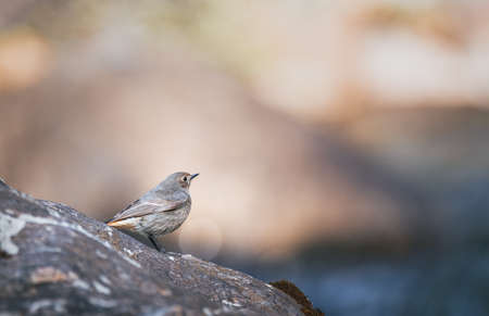Common redstart on a rock isolated on blur backgroundの写真素材