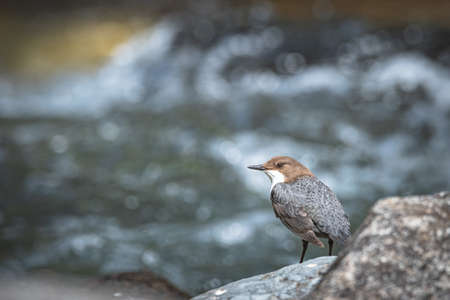 white-throated dipper on a rock in the mountain riverの写真素材