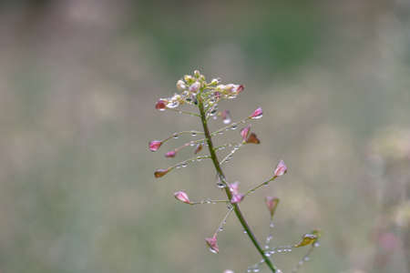 close-up of pink flower in the meadow under the rain