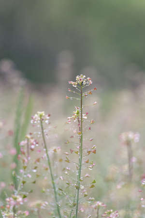 Flower in the meadow under the rainの写真素材
