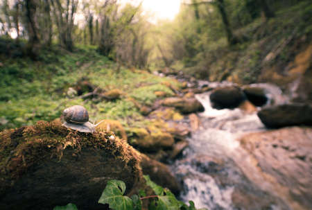 snail on the river bank in the forestの写真素材