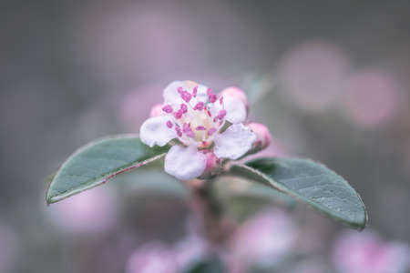 close up of pink flowersの写真素材