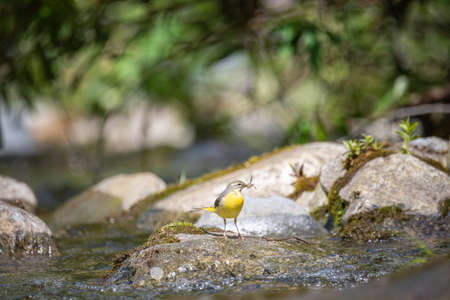 Yellow wagtail on a rock in the river with insects in the beakの写真素材