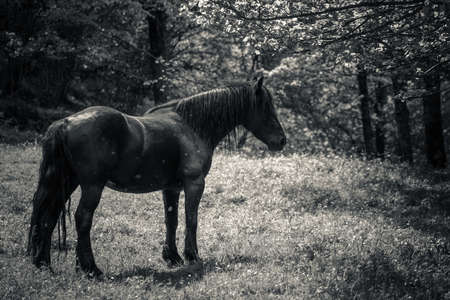 black horse in the natureの写真素材