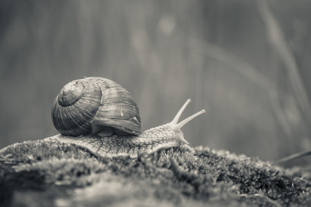 Big snail (Helix pomatia) on the moss