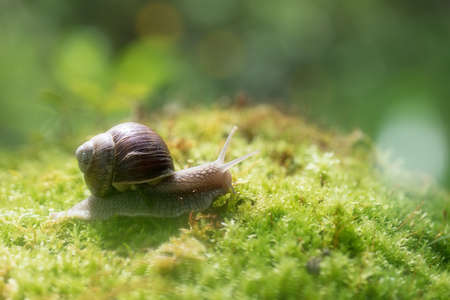 Snail (Helix pomatia) on the mossの写真素材