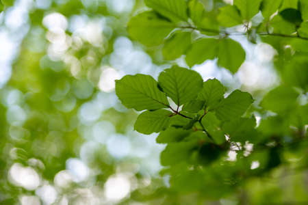 Green leaves in the forestの写真素材