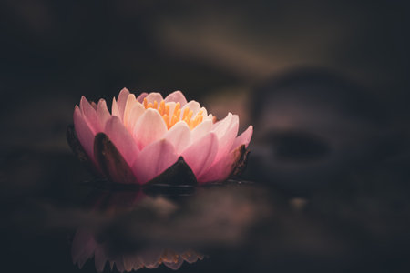 Pink lotus flower or water lily in waterの写真素材