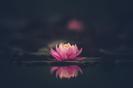 Pink lotus flower or water lily in waterの写真素材