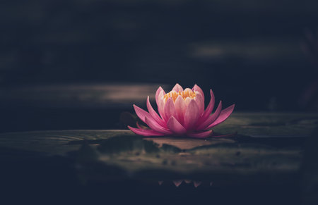 Pink lotus flower or waterlily in waterの写真素材