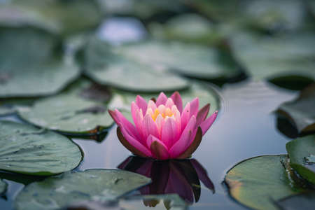 Lotus flower or waterlily floating on the waterの写真素材