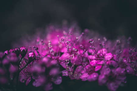 Pink flower with dew dropsの写真素材