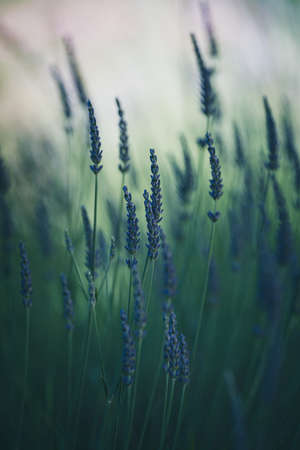 close up of lavender in the field focus on foregroundの写真素材