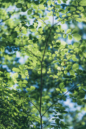 green leaves in the forest