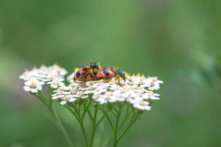 Orange insects covered in pollen breed on a white flower