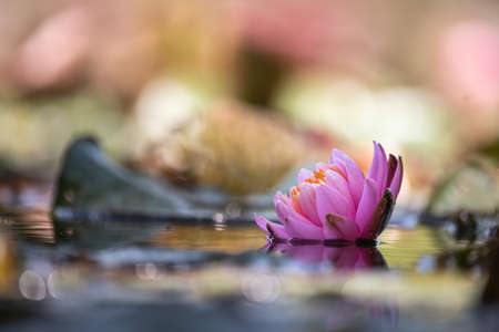 Water Lily Floating On The Water