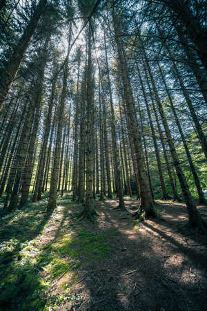 sun shining through the forest wide angle lens view