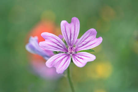 Pink mallow flowers in the meadow