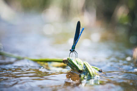 Banded damselfly (Calopteryx splendens)