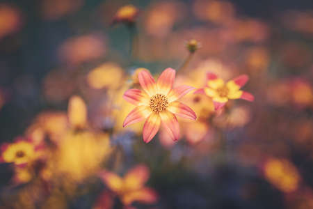 Orange and yellow decorative flowers Bidens ferulifolia