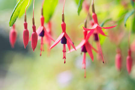 Red hanging flowers fuchsia triphyllaの写真素材