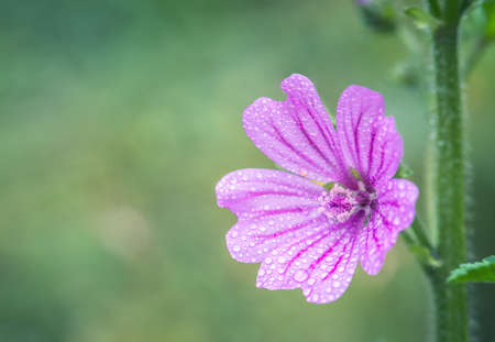 Pink flower high mallow under the rain