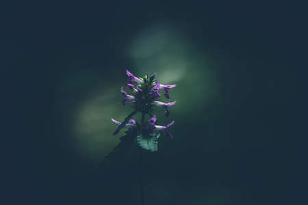 Purple flower in the darknessの写真素材