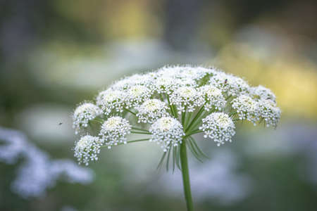 white flower in the garden