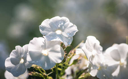 close up of withe flowers with dew dropの写真素材