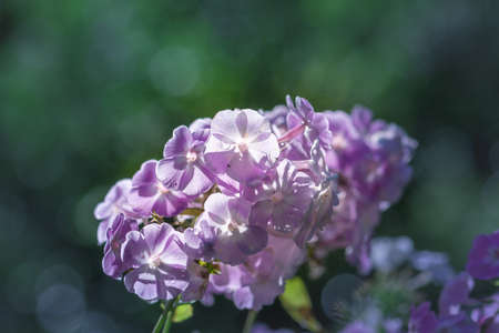 Close up of purple flower with dew drop