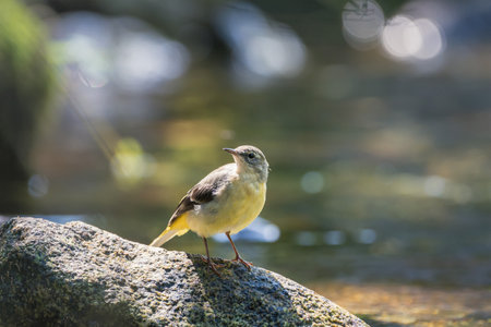 Yellow wagtail on a rock in the riverの写真素材