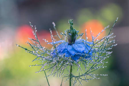 Damask nigella (nigella damascena) with dew dropsの写真素材
