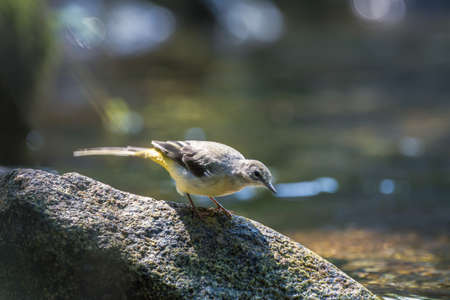 Yellow wagtail on a rock in the riverの写真素材