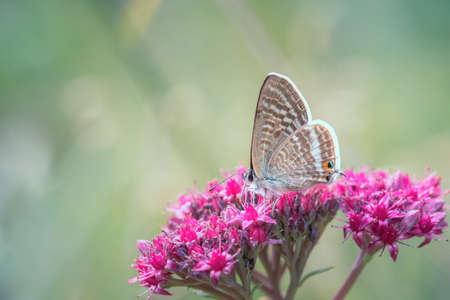 Argus butterfly in the meadow on sedum flower focus on foreground blur background