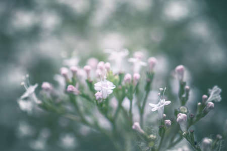 delicate white flowers focus on foreground blur background
