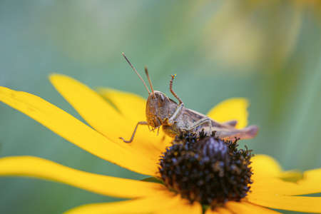 grasshopper with arm up in the air on yellow rudbeckia flowerの写真素材