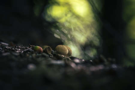 puffball mushroom in the forest soft focusの写真素材