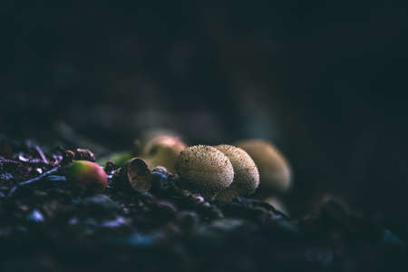 puffball mushroom in the forest soft focusの写真素材