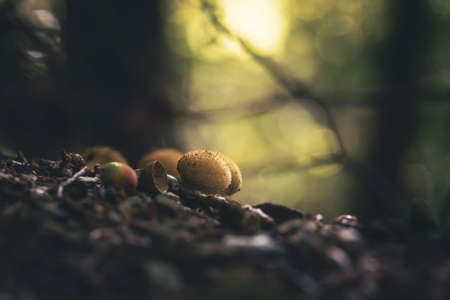 puffball mushroom in the forest soft focusの写真素材