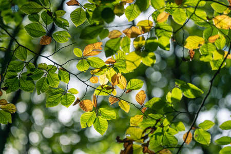 Autumn colors leaves on a branch