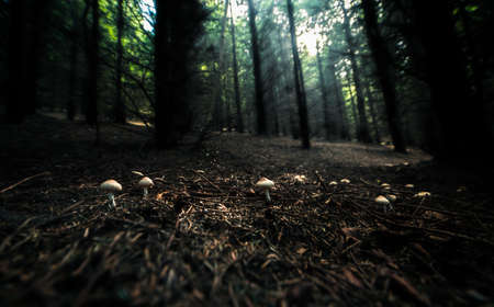 Mushroom in the autumn forest wide angle viewの写真素材