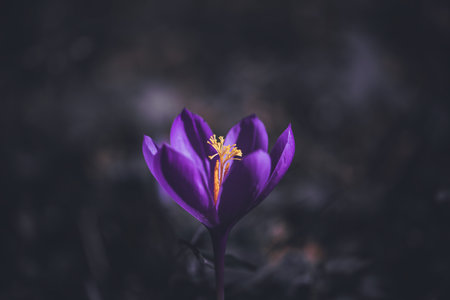 Wildflower Colchicum autumnale commonly known as autumn crocus