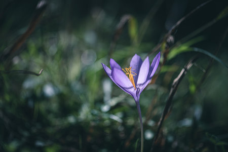 Wildflower Colchicum autumnale commonly known as autumn crocus
