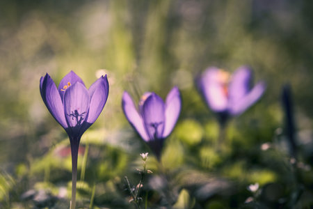 Wildflower Colchicum autumnale commonly known as autumn crocus
