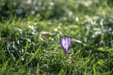 Wildflower Colchicum autumnale commonly known as autumn crocusの写真素材