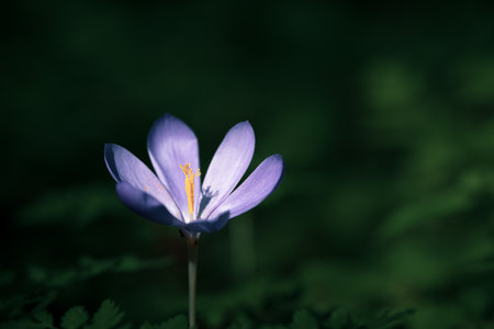 Wildflower Colchicum autumnale commonly known as autumn crocusの写真素材
