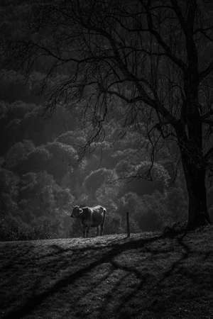 Isolated cow in the mountain meadow in autumnの写真素材