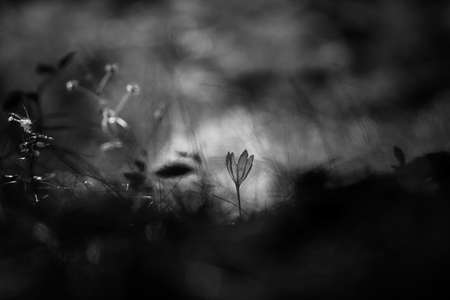 Wildflower Colchicum autumnale commonly known as autumn crocusの写真素材