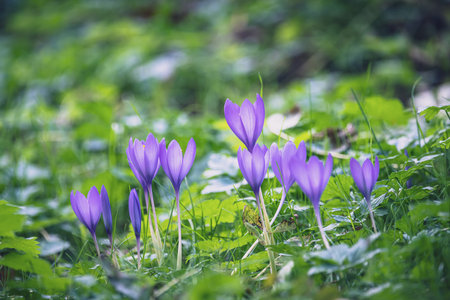 Wildflower Colchicum autumnale commonly known as autumn crocusの写真素材