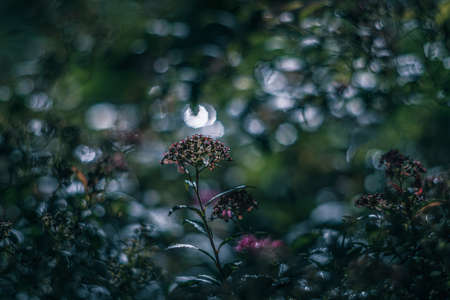 shiny light on the shrub vintage lens renderingの写真素材